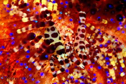 Coleman shrimp
Urchin Commensal Shrimp
Anilao Philipine by Wei-Lun Hsieh 
